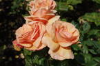 Norwich Castle rose photo