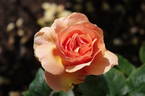 Norwich Castle rose photo