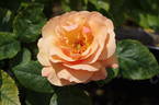 Norwich Castle rose photo
