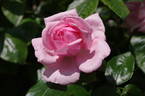 Radox Bouquet rose photo