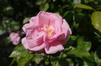 Radox Bouquet rose photo