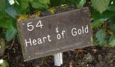 Heart Of Gold rose photo