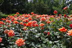 Heart Of Gold rose photo