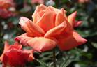Heart Of Gold rose photo