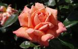 Heart Of Gold rose photo