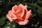 Heart Of Gold rose photo