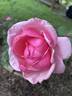 Radiance rose photo