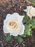 Silver Cream rose photo