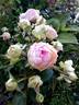 Biedermeier ® rose photo