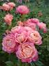 Briosa ® rose photo