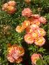 Briosa ® rose photo