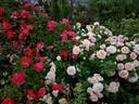 Concerto 94 rose photo