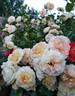 Concerto 94 rose photo