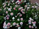 Concerto 94 rose photo