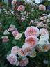 Concerto 94 rose photo