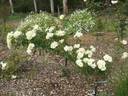 Thisbe rose photo