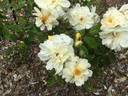Thisbe rose photo