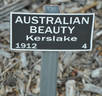 Australian Beauty rose photo