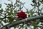 Australian Beauty rose photo