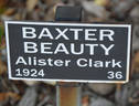 Baxter Beauty rose photo