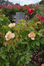 Baxter Beauty rose photo