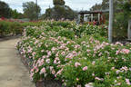 Carabella rose photo