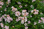 Carabella rose photo