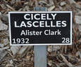 Cicely Lascelles rose photo