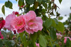 Cicely Lascelles rose photo