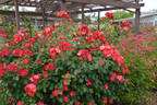 Kwinana rose photo
