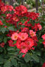 Kwinana rose photo