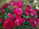Deep Impression rose photo