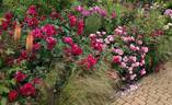 Deep Impression rose photo