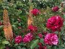Deep Impression rose photo