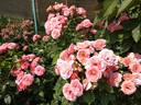 Amelia Renaissance rose photo