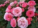Amelia Renaissance rose photo
