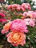 Briosa ® rose photo