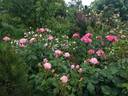 Dolcezza rose photo
