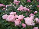 Dolcezza rose photo