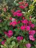 Domaine de St Jean de Beauregard rose photo