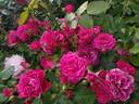 Domaine de St Jean de Beauregard rose photo