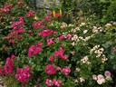 Domaine de St Jean de Beauregard rose photo