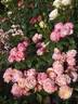 Dolcezza rose photo