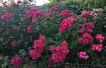 Domaine de St Jean de Beauregard rose photo