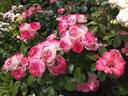 Dolcezza rose photo