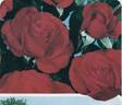 Chorus ® rose photo