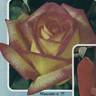 Mascotte '77 rose photo