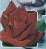 Antonia Ridge ® rose photo