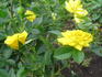 Goldjuwel ® rose photo