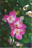 Wind Chimes rose photo